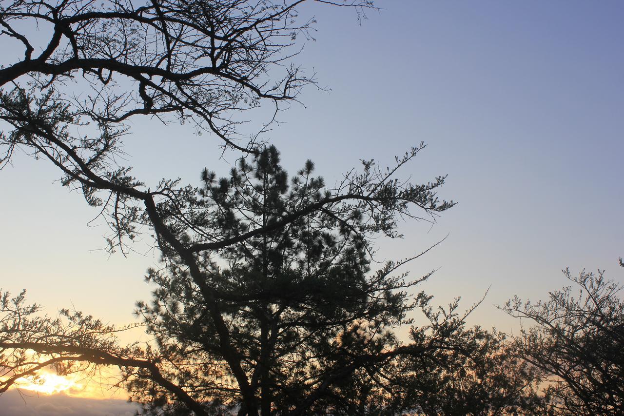 Acacia Bush Lodge Pietermaritzburg Ngoại thất bức ảnh